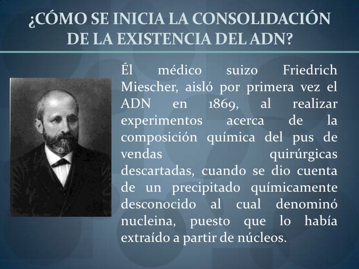 Adn, hist..