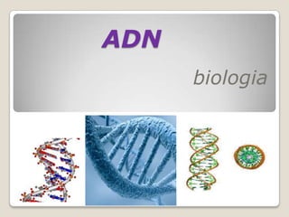 ADN
      biologia
 