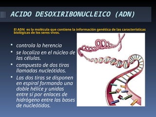ACIDO DESOXIRIBONUCLEICO (ADN)
El ADN es la molécula que contiene la información genética de las características
biológicas de los seres vivos.
 controla la herencia
 se localiza en el núcleo de
las células.
 compuesto de dos tiras
llamadas nucleótidos.
 Las dos tiras se disponen
en espiral formando una
doble hélice y unidas
entre sí por enlaces de
hidrógeno entre las bases
de nucleótidos.
 
