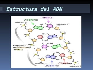 Estructura del ADN
 