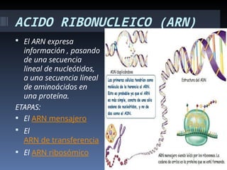 ACIDO RIBONUCLEICO (ARN)
 El ARN expresa
información , pasando
de una secuencia
lineal de nucleótidos,
a una secuencia lineal
de aminoácidos en
una proteína.
ETAPAS:
 El ARN mensajero
 El
ARN de transferencia
 El ARN ribosómico
 