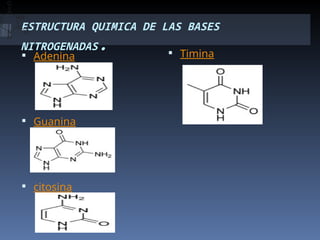 ESTRUCTURA QUIMICA DE LAS BASES
NITROGENADAS.
 Adenina
 Guanina
 citosina
 Timina
 