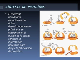 SÍNTESIS DE PROTEÍNAS
 El material
hereditario
conocido como
ácido
desoxirribonucleico
(ADN), que se
encuentra en el
núcleo de la célula,
contiene la
información
necesaria para
dirigir la fabricación
de proteínas.
 