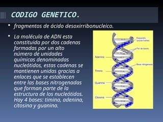 CODIGO GENETICO.
 fragmentos de ácido desoxirribonucleico.
 La molécula de ADN esta
constituida por dos cadenas
formadas por un alto
número de unidades
químicas denominadas
nucleótidos, estas cadenas se
mantienen unidas gracias a
enlaces que se establecen
entre las bases nitrogenadas
que forman parte de la
estructura de los nucleótidos.
Hay 4 bases: timina, adenina,
citosina y guanina.
 