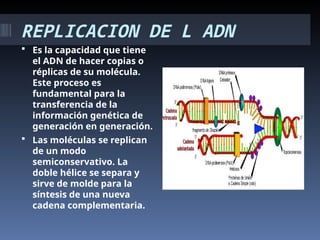 REPLICACION DE L ADN
 Es la capacidad que tiene
el ADN de hacer copias o
réplicas de su molécula.
Este proceso es
fundamental para la
transferencia de la
información genética de
generación en generación.
 Las moléculas se replican
de un modo
semiconservativo. La
doble hélice se separa y
sirve de molde para la
síntesis de una nueva
cadena complementaria.
 