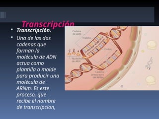 Transcripción.
 Transcripción.
 Una de las dos
cadenas que
forman la
molécula de ADN
actua como
plantilla o molde
para producir una
molécula de
ARNm. Es este
proceso, que
recibe el nombre
de transcripcion,
 