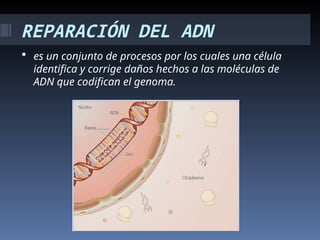 REPARACIÓN DEL ADN
 es un conjunto de procesos por los cuales una célula
identifica y corrige daños hechos a las moléculas de
ADN que codifican el genoma.
 