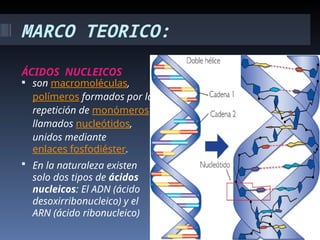 MARCO TEORICO:
ÁCIDOS NUCLEICOS
 son macromoléculas,
polímeros formados por la
repetición de monómeros
llamados nucleótidos,
unidos mediante
enlaces fosfodiéster.
 En la naturaleza existen
solo dos tipos de ácidos
nucleicos: El ADN (ácido
desoxirribonucleico) y el
ARN (ácido ribonucleico)
 