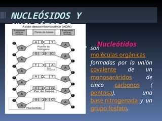 NUCLEÓSIDOS Y
NUCLEÓTIDOS
Nucleótidos
 son
moléculas orgánicas
formadas por la unión
covalente de un
monosacáridos de
cinco carbonos (
pentosa), una
base nitrogenada y un
grupo fosfato.
 