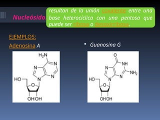 Nucleósido:
EJEMPLOS:
Adenosina A  Guanosina G
resultan de la unión covalente entre una
base heterocíclica con una pentosa que
puede ser ribosa o desoxirribosa.
 