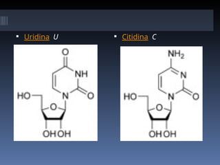  Uridina U  Citidina C
 