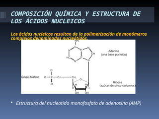 COMPOSICIÓN QUÍMICA Y ESTRUCTURA DE
LOS ÁCIDOS NUCLEICOS
Los ácidos nucleicos resultan de la polimerización de monómeros
complejos denominados nucleótidos.
 Estructura del nucleotido monofosfato de adenosina (AMP)
 