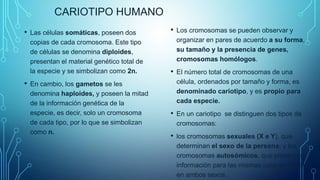 CARIOTIPO HUMANO
• Las células somáticas, poseen dos
copias de cada cromosoma. Este tipo
de células se denomina diploides,
presentan el material genético total de
la especie y se simbolizan como 2n.
• En cambio, los gametos se les
denomina haploides, y poseen la mitad
de la información genética de la
especie, es decir, solo un cromosoma
de cada tipo, por lo que se simbolizan
como n.
• Los cromosomas se pueden observar y
organizar en pares de acuerdo a su forma,
su tamaño y la presencia de genes,
cromosomas homólogos.
• El número total de cromosomas de una
célula, ordenados por tamaño y forma, es
denominado cariotipo, y es propio para
cada especie.
• En un cariotipo se distinguen dos tipos de
cromosomas:
• los cromosomas sexuales (X e Y), que
determinan el sexo de la persona; y los
cromosomas autosómicos, que presentan
información para las mismas características
en ambos sexos.
 