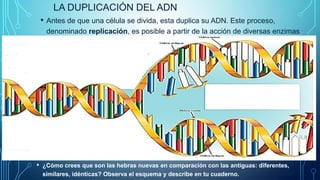 LA DUPLICACIÓN DEL ADN
• Antes de que una célula se divida, esta duplica su ADN. Este proceso,
denominado replicación, es posible a partir de la acción de diversas enzimas
• ¿Cómo crees que son las hebras nuevas en comparación con las antiguas: diferentes,
similares, idénticas? Observa el esquema y describe en tu cuaderno.
 