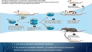 • 1. ¿Por qué se obtuvieron ratas albinas? Expliquen.
• 2. De acuerdo los resultados obtenidos, ¿es posible afirmar que la información
genética se reparte equitativamente durante la división celular?
 