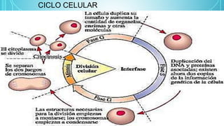 CICLO CELULAR
 