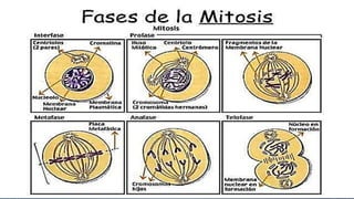 ¿CÓMO SE DIVIDEN LAS CÉLULAS?
 