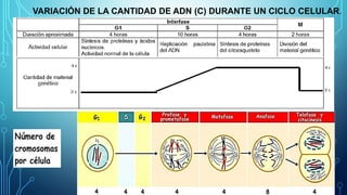 VARIACIÓN DE LA CANTIDAD DE ADN (C) DURANTE UN CICLO CELULAR.
 