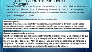 ¿QUÉ ES Y CÓMO SE PRODUCE EL
CÁNCER?
• Existen mutaciones a nivel de genes que participan en el control del ciclo celular, esto
hace que una célula se divida rápidamente y sin control,y provoca que las nuevas
células se acumulen en el tejido formando masas de células denominadas tumores, lo
que podría originar un cáncer.
• Los genes involucrados se especifican a continuación.
Protooncogenes
Codifican proteínas, como las Cdk y las ciclinas, que estimulan la división celular. Estos
genes, al experimentar mutaciones, se pueden transformar en oncogenes, lo que puede
ocasionar el aumento de la síntesis de estas proteínas, activando o aumentando la división
de algunas células.
Genes supresores de tumores
Codifican proteínas que regulan negativamente el ciclo celular y se encargan de que
la mitosis no continúe debido a que la replicación del ADN ha ocurrido en forma
incorrecta. Si el daño en el ADN es severo, una proteína denominada p53 induce a
apoptosis. Cualquier mutación que disminuya la actividad normal de una proteína
supresora de tumores puede contribuir a la aparición de cáncer.
 