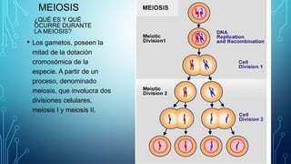 MEIOSIS
¿QUÉ ES Y QUÉ
OCURRE DURANTE
LA MEIOSIS?
• Los gametos, poseen la
mitad de la dotación
cromosómica de la
especie. A partir de un
proceso, denominado
meiosis, que involucra dos
divisiones celulares,
meiosis I y meiosis II.
 
