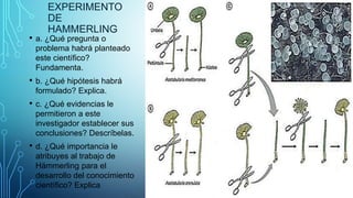 EXPERIMENTO
DE
HAMMERLING
• a. ¿Qué pregunta o
problema habrá planteado
este científico?
Fundamenta.
• b. ¿Qué hipótesis habrá
formulado? Explica.
• c. ¿Qué evidencias le
permitieron a este
investigador establecer sus
conclusiones? Descríbelas.
• d. ¿Qué importancia le
atribuyes al trabajo de
Hämmerling para el
desarrollo del conocimiento
científico? Explica
 