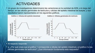 ACTIVIDADES
• Un grupo de investigadores determinaron las variaciones en la cantidad de ADN, a lo largo del
tiempo, en las células germinales de testículos y células del epitelio intestinal de bueyes, y sus
resultados fueron representados en los siguientes gráficos.
• Al respecto responde:
• a. ¿Por qué crees que el gráfico 1 corresponde a células del epitelio intestinal y el gráfico 2 a las
células germinales de testículos? ¿Qué información fundamenta esta respuesta?
 