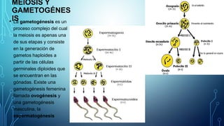 MEIOSIS Y
GAMETOGÉNES
IS
• La gametogénesis es un
proceso complejo del cual
la meiosis es apenas una
de sus etapas y consiste
en la generación de
gametos haploides a
partir de las células
germinales diploides que
se encuentran en las
gónadas. Existe una
gametogénesis femenina
llamada ovogénesis y
una gametogénesis
masculina, la
espermatogénesis
 