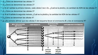 • a) ¿Cómo se denominan las células 1?
• b) ¿Cómo se denominan las células 2?
• c) Si el I señala la primera meiosis, cada célula 3 es n 2c, ¿Cuál es la ploidía y la cantidad de ADN de las células 2?
• d) ¿Cómo se denominan las células 3?
• e) Si el II señala la segunda meiosis ¿Cuál es la ploidía y la cantidad de ADN de las células 4?
• f) ¿Cómo se denominan las células 4?
• g) ¿Es correcto afirmar que dos células 5 del esquema llevan el cromosoma X y dos el cromosoma Y?
 