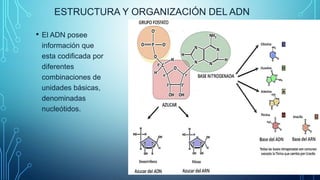 ESTRUCTURA Y ORGANIZACIÓN DEL ADN
• El ADN posee
información que
esta codificada por
diferentes
combinaciones de
unidades básicas,
denominadas
nucleótidos.
 