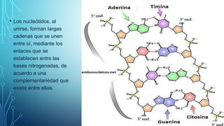 • Los nucleótidos, al
unirse, forman largas
cadenas que se unen
entre sí, mediante los
enlaces que se
establecen entre las
bases nitrogenadas, de
acuerdo a una
complementariedad que
existe entre ellas.
 