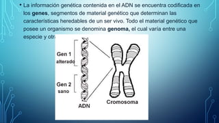 • La información genética contenida en el ADN se encuentra codificada en
los genes, segmentos de material genético que determinan las
características heredables de un ser vivo. Todo el material genético que
posee un organismo se denomina genoma, el cual varía entre una
especie y otra.
 