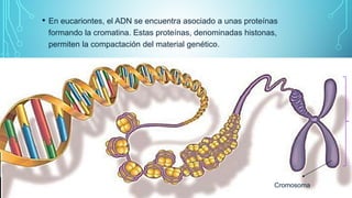 • En eucariontes, el ADN se encuentra asociado a unas proteínas
formando la cromatina. Estas proteínas, denominadas histonas,
permiten la compactación del material genético.
Cromosoma
 