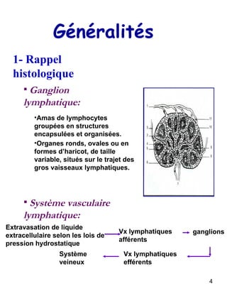 Généralités 1- Rappel histologique Ganglion lymphatique: Amas de lymphocytes groupées en structures encapsulées et organisées. Organes ronds, ovales ou en formes d’haricot, de taille variable, situés sur le trajet des gros vaisseaux lymphatiques. Système vasculaire lymphatique: Extravasation de liquide extracellulaire selon les lois de pression hydrostatique  Vx lymphatiques afférents  ganglions  Vx lymphatiques efférents  Système veineux  