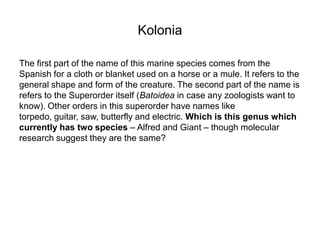 Kolonia

The first part of the name of this marine species comes from the
Spanish for a cloth or blanket used on a horse o...