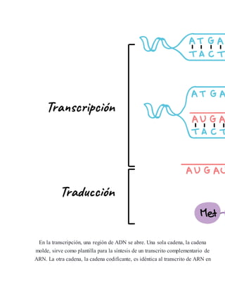 Adn polimerasa | DOCX