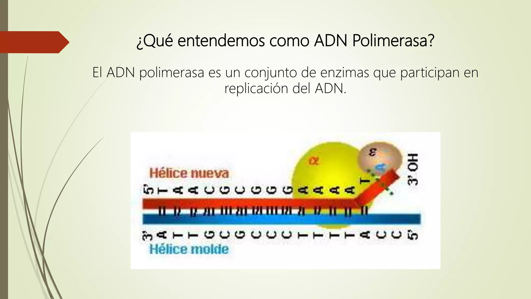 Adn polimerasa | PPT