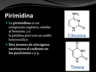 Pirimidina
 La pirimidina es un
compuesto orgánico, similar
al benceno, y a
la piridina pero con un anillo
heterocíclico
 Dos átomos de nitrógeno
sustituyen al carbono en
las posiciones 1 y 3.
 