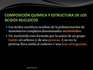 COMPOSICIÓN QUÍMICA Y ESTRUCTURA DE LOS
ÁCIDOS NUCLEICOS
 Los ácidos nucléicos resultan de la polimerización de
monómeros complejos denominados nucleótidos.
 Un nucleótido está formado por la unión de un grupo
fosfato al carbono 5’ de una pentosa. A su vez la
pentosa lleva unida al carbono 1’ una base nitrogenada.
Mirel Nervenis
 