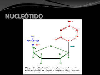 NUCLEÓTIDO
 