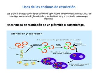 Usos de las enzimas de restricción
Las enzimas de restricción tienen diferentes aplicaciones que son de gran importancia en
  investigaciones en biología molecular y en las técnicas que emplea la biotecnología
                                        moderna:

Hacer mapa de restricción de un plásmido o bacteriófago.
 