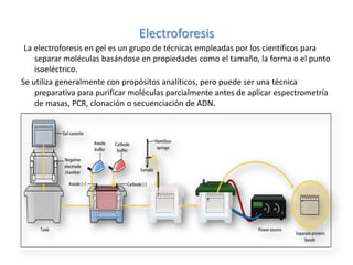 Electroforesis
 La electroforesis en gel es un grupo de técnicas empleadas por los científicos para
    separar moléculas basándose en propiedades como el tamaño, la forma o el punto
    isoeléctrico.
Se utiliza generalmente con propósitos analíticos, pero puede ser una técnica
    preparativa para purificar moléculas parcialmente antes de aplicar espectrometría
    de masas, PCR, clonación o secuenciación de ADN.
 