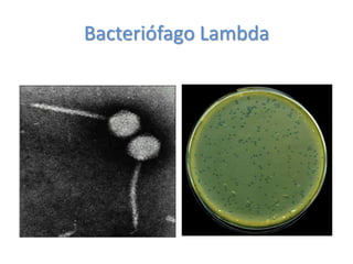 Bacteriófago Lambda
 