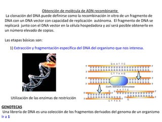 Obtención de molécula de ADN recombinante
  La clonación del DNA puede definirse como la recombinación in vitro de un fragmento de
 DNA con un DNA vector con capacidad de replicación autónoma. El fragmento de DNA se
 replicará junto con el DNA vector en la célula hospedadora y así será posible obtenerlo en
 un número elevado de copias.

 Las etapas básicas son:
    1) Extracción y fragmentación específica del DNA del organismo que nos interesa.




     Utilización de las enzimas de restricción

GENOTECAS
 Una librería de DNA es una colección de los fragmentos derivados del genoma de un organismo
Ir a 1
 