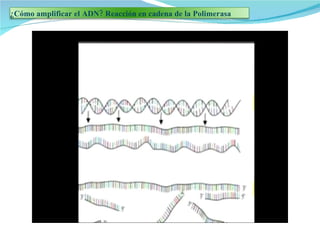 ¿Cómo amplificar el ADN? Reacción en cadena de la Polimerasa 
