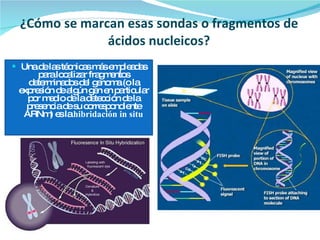 ¿Cómo se marcan esas sondas o fragmentos de ácidos nucleicos? Una de las técnicas más empleadas para localizar fragmentos determinados del genoma (o la expresión de algún gen en particular por medio de la detección de la presencia de su correspondiente ARNm) es la  hibridación in situ 
