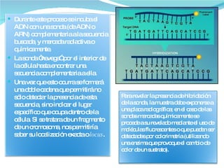 Durante este proceso se incuba el ADN con una sonda (de ADN o ARN) complementaria a la secuencia buscada, y marcada radiactiva o químicamente.  La sonda “navega” por el interior de la célula hasta encontrar una secuencia complementaria a ella.  Una vez que esto ocurra se formará una doble cadena que permitirá no sólo detectar la presencia de esta secuencia, sino indicar el lugar específico que ocupa dentro de la célula. Si se tratara de un fragmento de un cromosoma, nos permitiría saber su localización exacta o  locus . Para revelar la presencia de hibridación de la sonda, la muestra debe exponerse a una placa radiográfica; en el caso de las sondas marcadas químicamente se procede a su revelado mediante el uso de moléculas fluorescentes o que puedan ser detectadas por colorimetría (utilizando una enzima que provoque el cambio de color de un sustrato). 