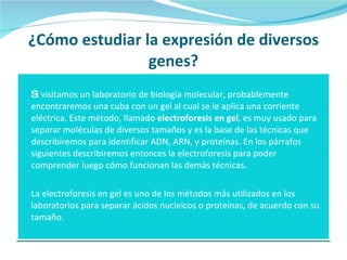 ¿Cómo estudiar la expresión de diversos genes? S i visitamos un laboratorio de biología molecular, probablemente encontraremos una cuba con un gel al cual se le aplica una corriente eléctrica. Este método, llamado  electroforesis en gel , es muy usado para separar moléculas de diversos tamaños y es la base de las técnicas que describiremos para identificar ADN, ARN, y proteínas. En los párrafos siguientes describiremos entonces la electroforesis para poder comprender luego cómo funcionan las demás técnicas. La electroforesis en gel es uno de los métodos más utilizados en los laboratorios para separar ácidos nucleicos o proteínas, de acuerdo con su tamaño.  