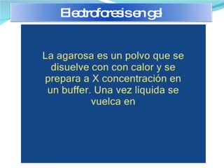 Electroforesis en gel 