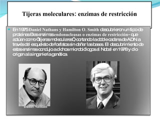 Tijeras moleculares: enzimas de restricción En 1975  Daniel Nathans y Hamilton O. Smith  descubrieron un tipo de proteínas –las enzimas  endonucleasas o enzimas de restricción - que actúan como “tijeras moleculares”, cortando la doble cadena de ADN a través del esqueleto de fosfatos sin dañar las bases. El descubrimiento de estas enzimas condujo a dichos microbiólogos al Nobel en 1978 y dio origen a la ingeniería genética. Daniel Nathans  Hamilton O. Smith 