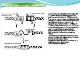 Las enzimas de restricción son producidas por bacterias como método de defensa contra virus y degradan el ADN extraño.  A su vez, el propio genoma bacteriano está protegido contra sus enzimas de restricción mediante  metilaciones  (es decir, el agregado de un grupo metilo [-CH3)]) en un átomo específico de ciertos nucleótidos. Estas moléculas son indispensables para la ingeniería genética, ya que producen fragmentos que se pueden unir entre sí fácilmente (con la ayuda de la enzima ligasa).  Las enzimas de restricción cortan dejando extremos cohesivos . Generados cuando la enzima corta las dos hebras asimétricamente, dejando los extremos de cada hebra de simple cadena complementarios entre sí.  Tijeras moleculares: enzimas de restricción 
